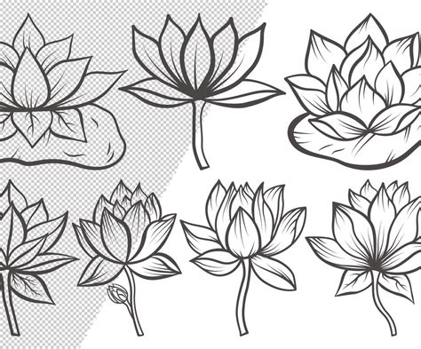 Lotus Flower Outline Bundle Drawings Illustration 106235