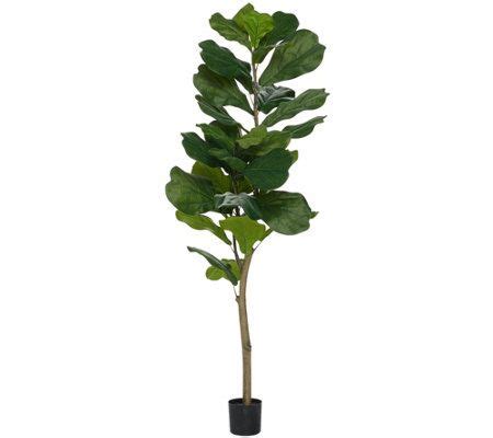 Potted Fiddle Leaf Tree In Pot By Valerie Fiddle Leaf Tree Potted