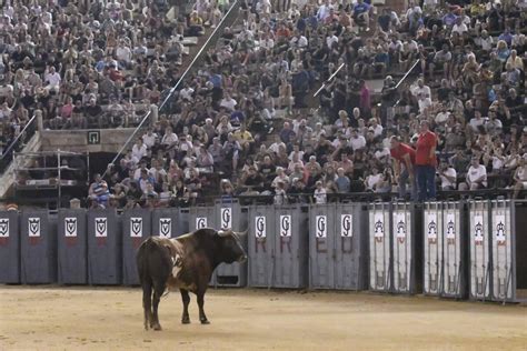 Tres Toros De Miura Se Enzarzan En La Desencajonada De Valencia Y Dos