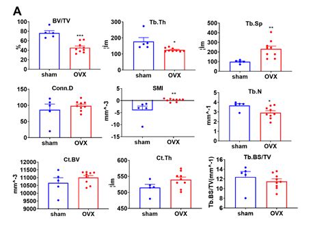 ovariectomy ovx rat model osteoporosis biocytogen