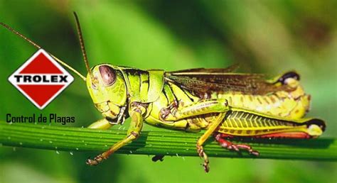 Insecto de cuerpo alargado generalmente verde o marrón con ojos