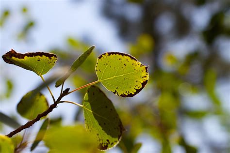 Free Images Tree Nature Branch Sunlight Leaf Flower Green Insect Autumn Botany