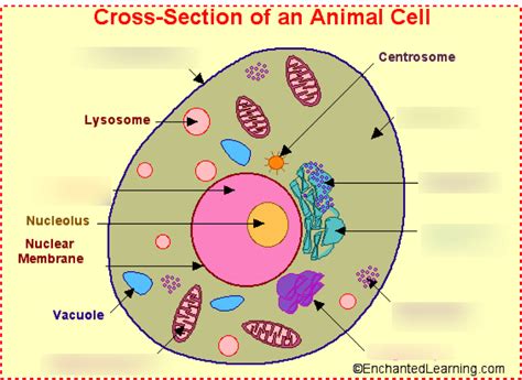 Vacuole Present In Animal Cell - Nehan Opal