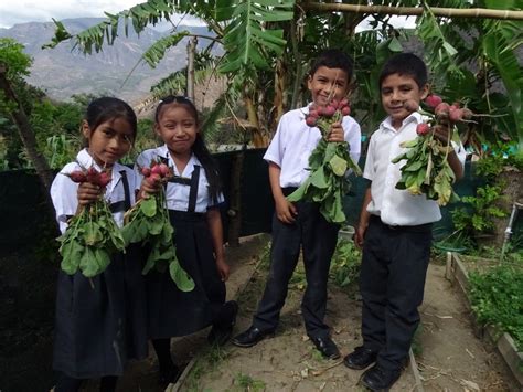 Biohuertos Escolares Contribuyen A Fortalecer Alimentación De Usuarios