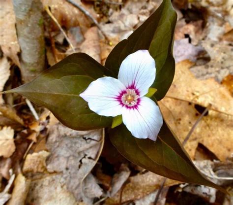 How To Grow Trillium Flowers A Step By Step Guide For Planting To Care