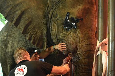 Vets Tackle Jumbo Tusk Task On Pakistan Zoo Elephants