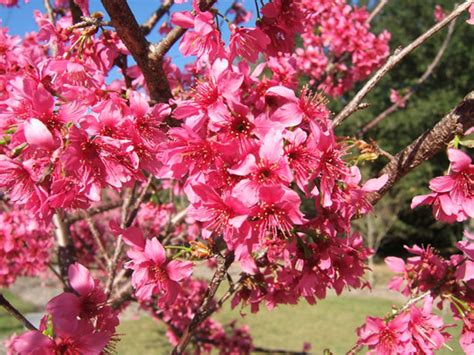 Prunus campanulata Pictures - Trees and Power Lines - Edward F. Gilman ...