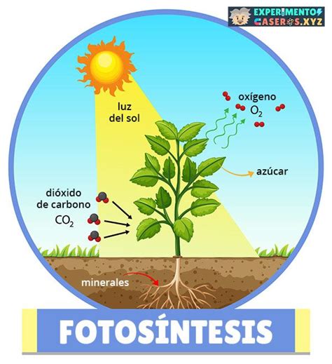 Qué es la Fotosíntesis Explicación para Niños Fotosintesis Proceso