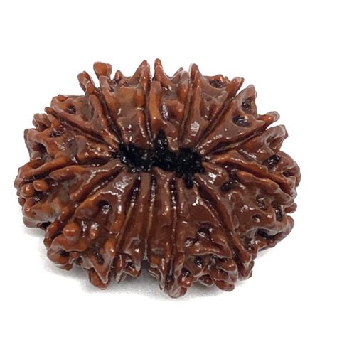 Readymart Brown 13 Mukhi Natural Nepali Rudraksha Packaging Type Box