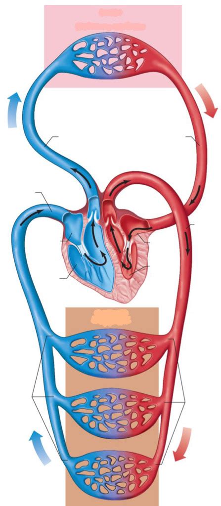 Pulmonary Systemic Circuit Chapter 21 Diagram Quizlet