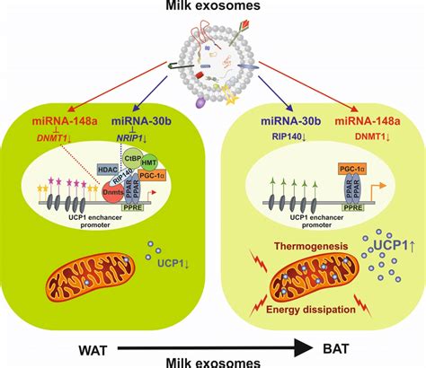 Potential Impact Of Milk Exosome Derived Mirna 148a And Mirna 30b On