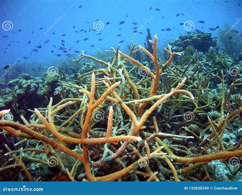 Staghorn Coral Seascape W/ Schooling Chromis Stock Image - Image of ...