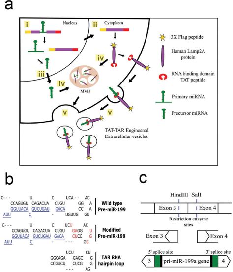 Overview Of Strategy To Load Cargo Rnas Into Evs A Sequence Of