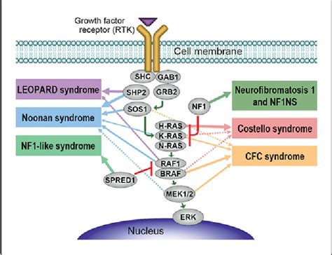 Pdf Genetic And Pathogenetic Aspects Of Noonan Syndrome And Related