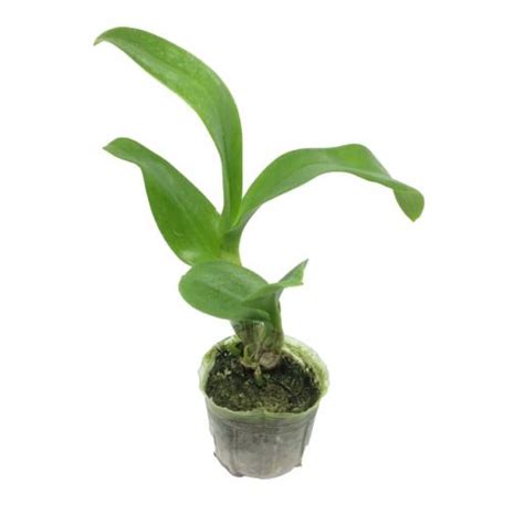 Bibit Anggrek Dendrobium Seedling Tani Nusantara