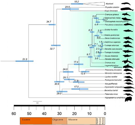 Timescale of Odontoceti evolution. doi:10.1371/journal.pone.0028297 ...