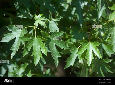 Liquidambar Orientalis Hi Res Stock Photography And Images Alamy