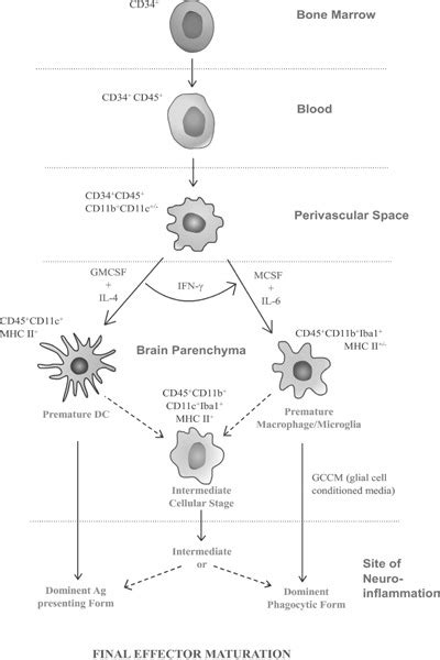 Differentiation Stages And Positional Morphs Of Cd34 Hematopoietic