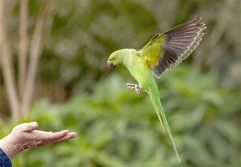 Parakeet Care Guide - Featherland Bird Cage