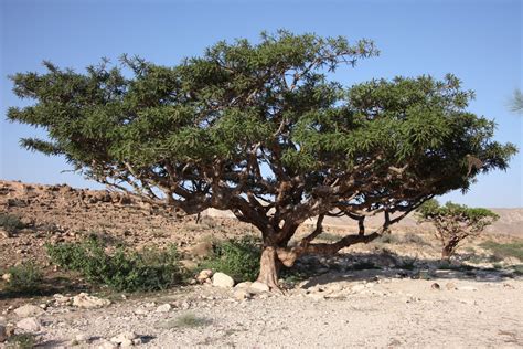 What are the "Frankincense and Myrrh" Said to Be Presented to Jesus?