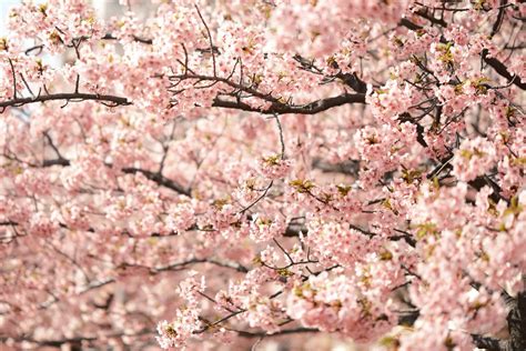 【関東近郊】河津桜の撮影スポット7選！東京から近い一足早く春を感じれるスポットをご紹介 Photodou