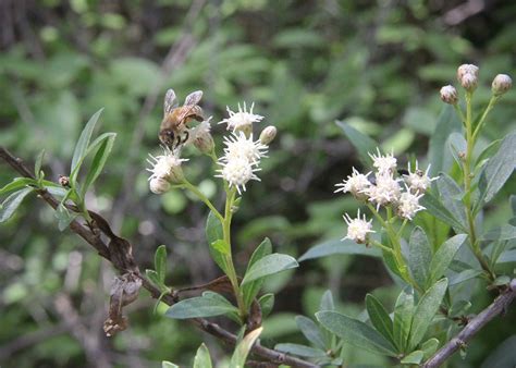 Baccharis salicifolia – The Watershed Nursery Cooperative