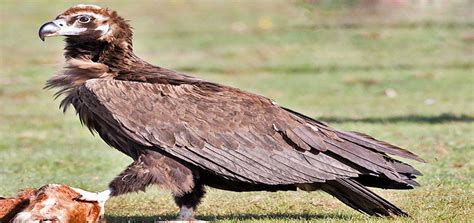 16 Largest Birds In The World (With Their Sizes & Wingspans) | Pagista