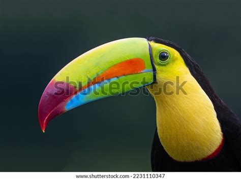 Magnificent Toucan Huge Powerful Multicolored Beak Stock Photo 2231110347 | Shutterstock