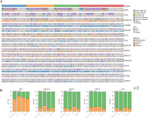 Mutational Analysis In The Four Metabolic Subtypes Of Hnscc A Somatic