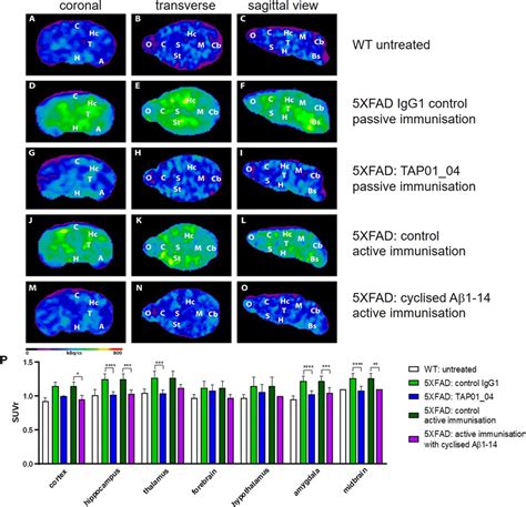 Active And Passive Immunisation Reduced Amyloid Plaque Load In 5XFAD