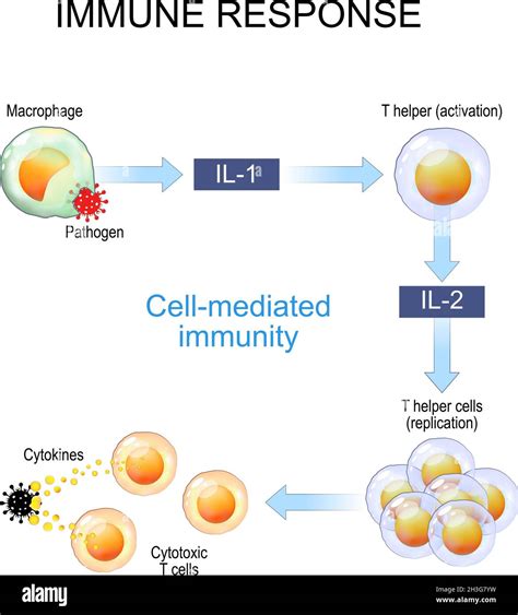 Cell Mediated Immunity Stock Vector Images Alamy