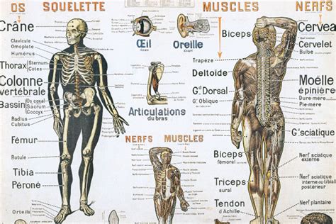 Les Syst Mes Corporels Niveaux Et Structures Du Corps Humain