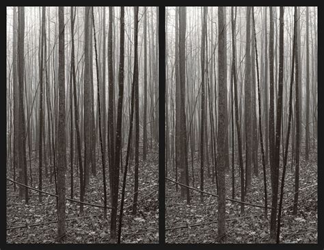 Stereo Photography Fun in the Duke Forest – Duke Forest