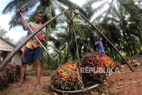 Harga Tbs Sawit Kaltim Naik Jadi Rp Per Kilogram Republika Online