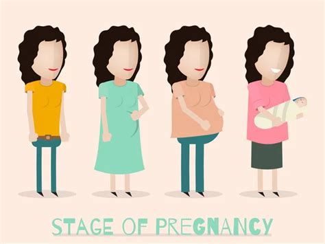 Pregnancy stages Vector Art Stock Images | Depositphotos