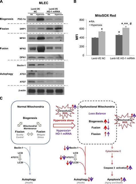 Ho 1 Mirna Modulates Mitochondrial Biogenesis And Fissionfusion