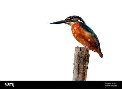 Image Of Common Kingfisher Alcedo Atthis Perched On A Branch On White