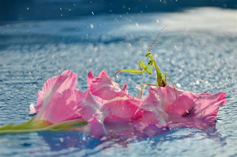 Wallpaper Sea Flowers Water Mantis Flower Plant Ocean Petal