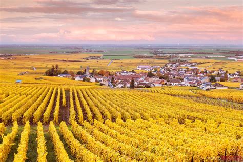 Autumn Vineyards Oger Champagne Ardenne France Royalty Free Image