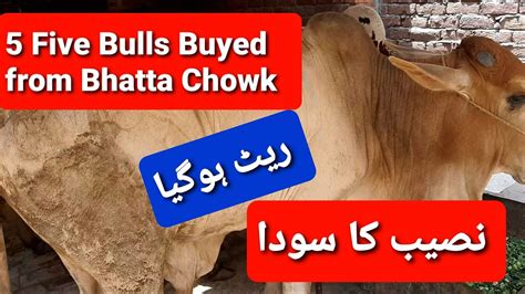 Bhatta Chowk Cow Mandi Islamabad And Rawapindi Bakra Mandi YouTube