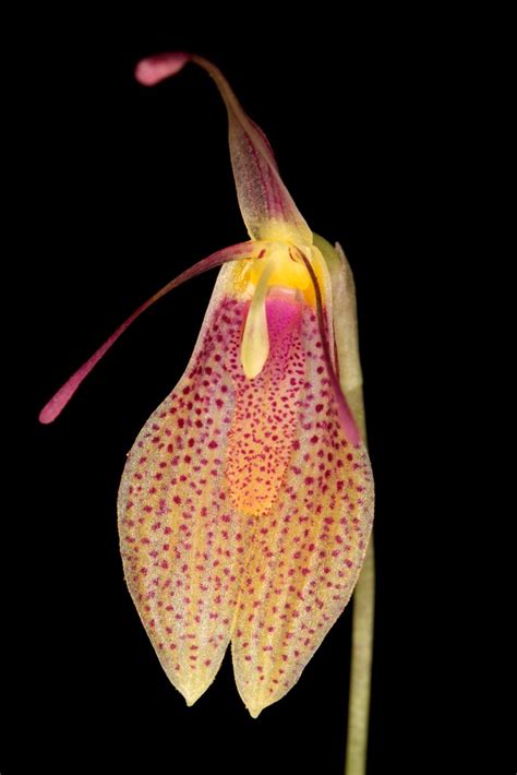 Restrepia New Wiel Driessen Flickr