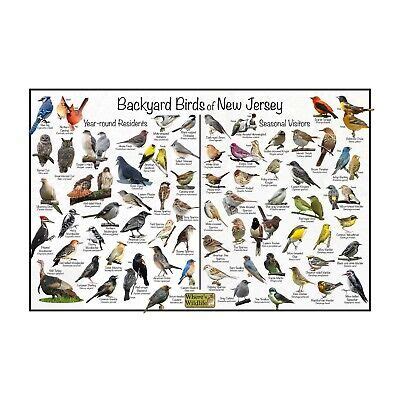 Backyard Birds Of New Jersey Bird Identification Nature Poster Bird