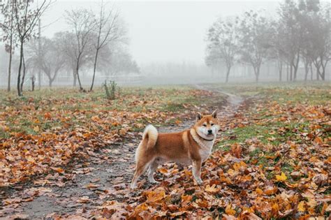 Cão da raça japonesa shiba inu caminha no outono parque nebuloso cão