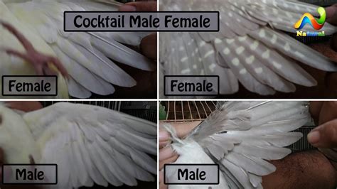 Cockatiel Parrot Male Female Pehchan Cocktail Male Female Difference