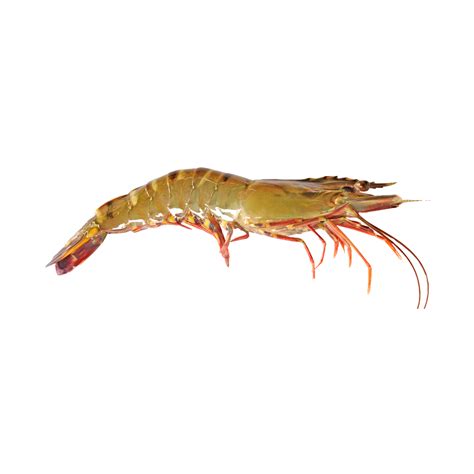 Live Tiger Prawns