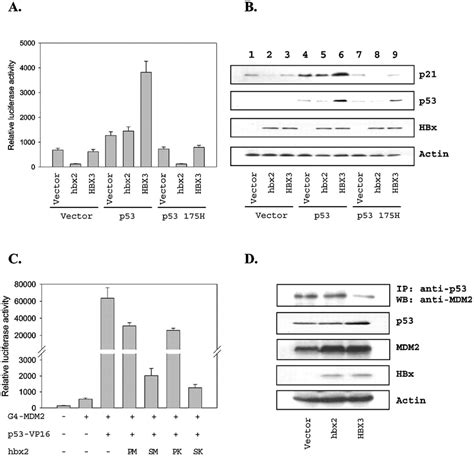 Mechanism Of The P53dependent P21 Activation By HBx A Five