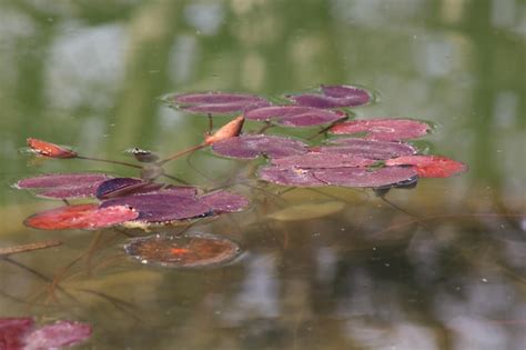 Premium Photo Maroon Lily Pads Floating On Calm Lake