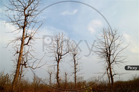 Image Of Leaf Less Trees In Forests With Sky In Background LN398896 Picxy