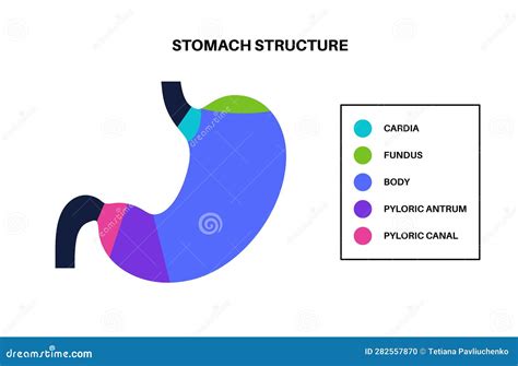 Fundus Stomach