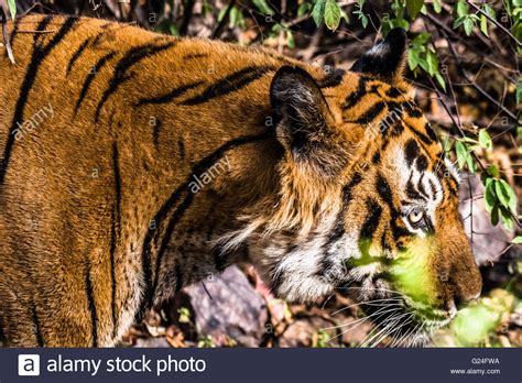 Royal Bengal Tiger Named Ustaad From Ranthambore Tiger Reserve